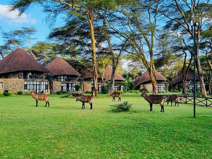 Sarova Lion Hill Lodge